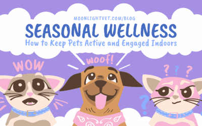 Seasonal Wellness: How to Keep Pets Active and Engaged Indoors