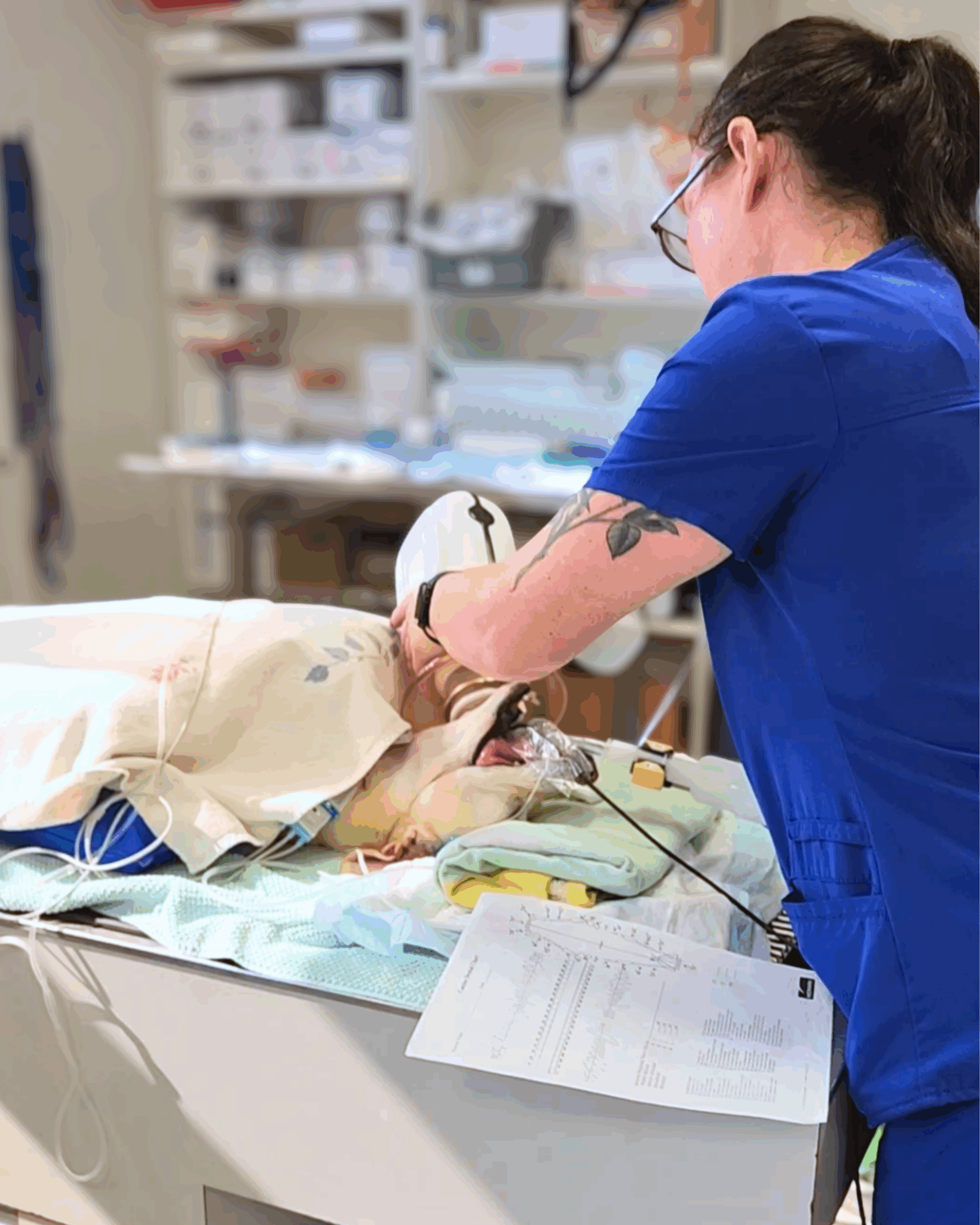 Vet performing a dental cleaning on a dog.