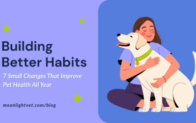 Building Better Habits: 7 Small Changes That Improve Pet Health All Year