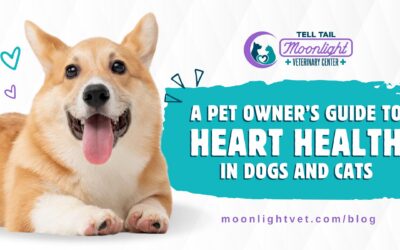 A Pet Owner’s Guide to Heart Health in Dogs and Cats