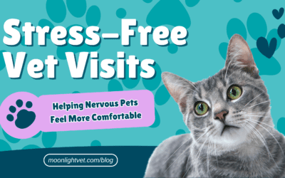 Stress-Free Vet Visits: Helping Nervous Pets Feel More Comfortable