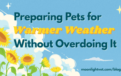 Preparing Pets for Warmer Weather Without Overdoing It