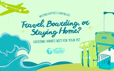 Travel, Boarding, or Staying Home? Choosing What’s Best for Your Pet