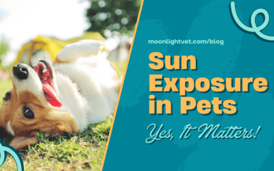 Sun Exposure in Pets: Yes, It Matters