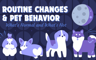 Routine Changes and Pet Behavior: What’s Normal and What’s Not